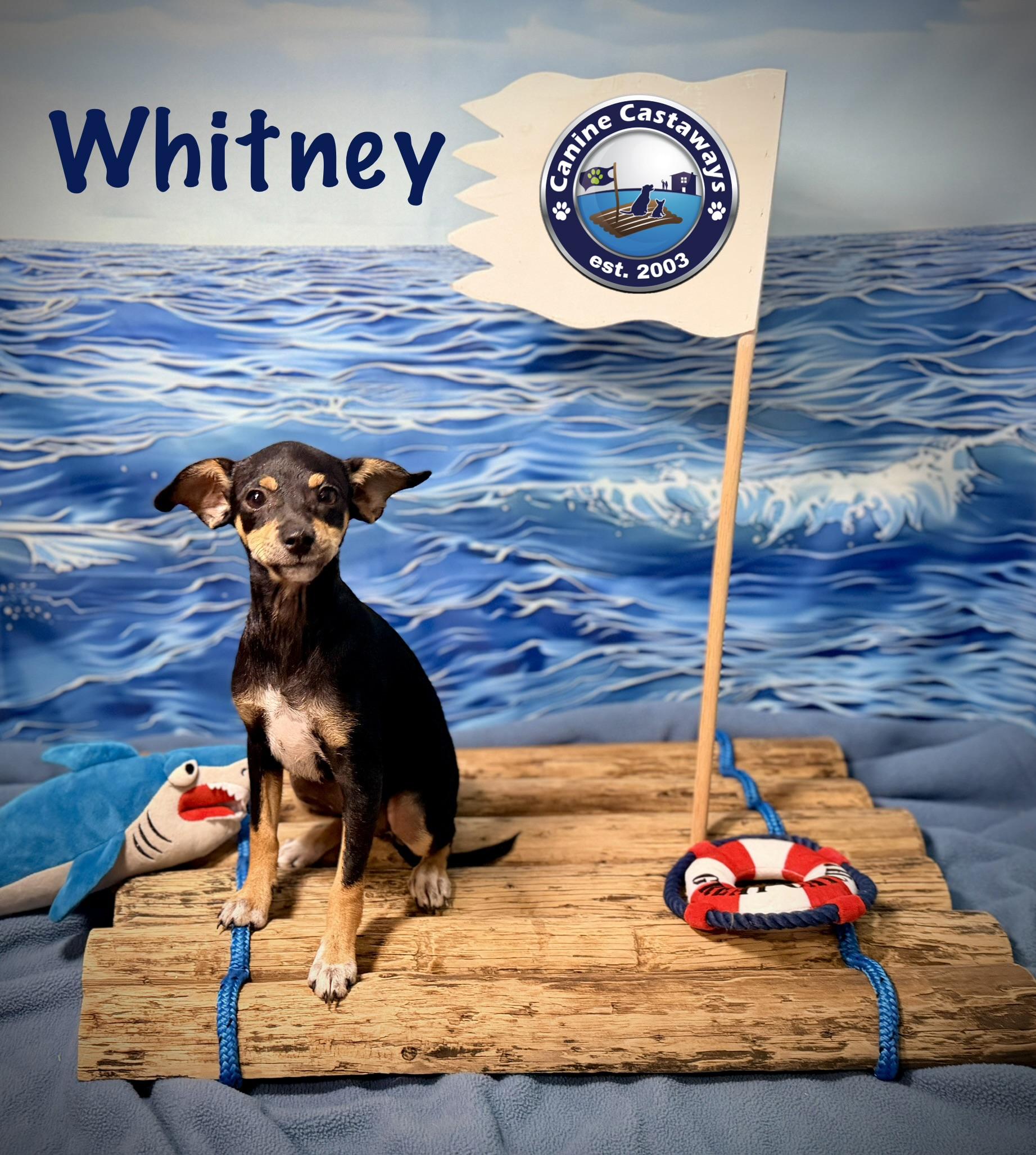 Enlarge Whitney, a ADOPTABLE mixed breed in Arcadia, FL image 3/5
