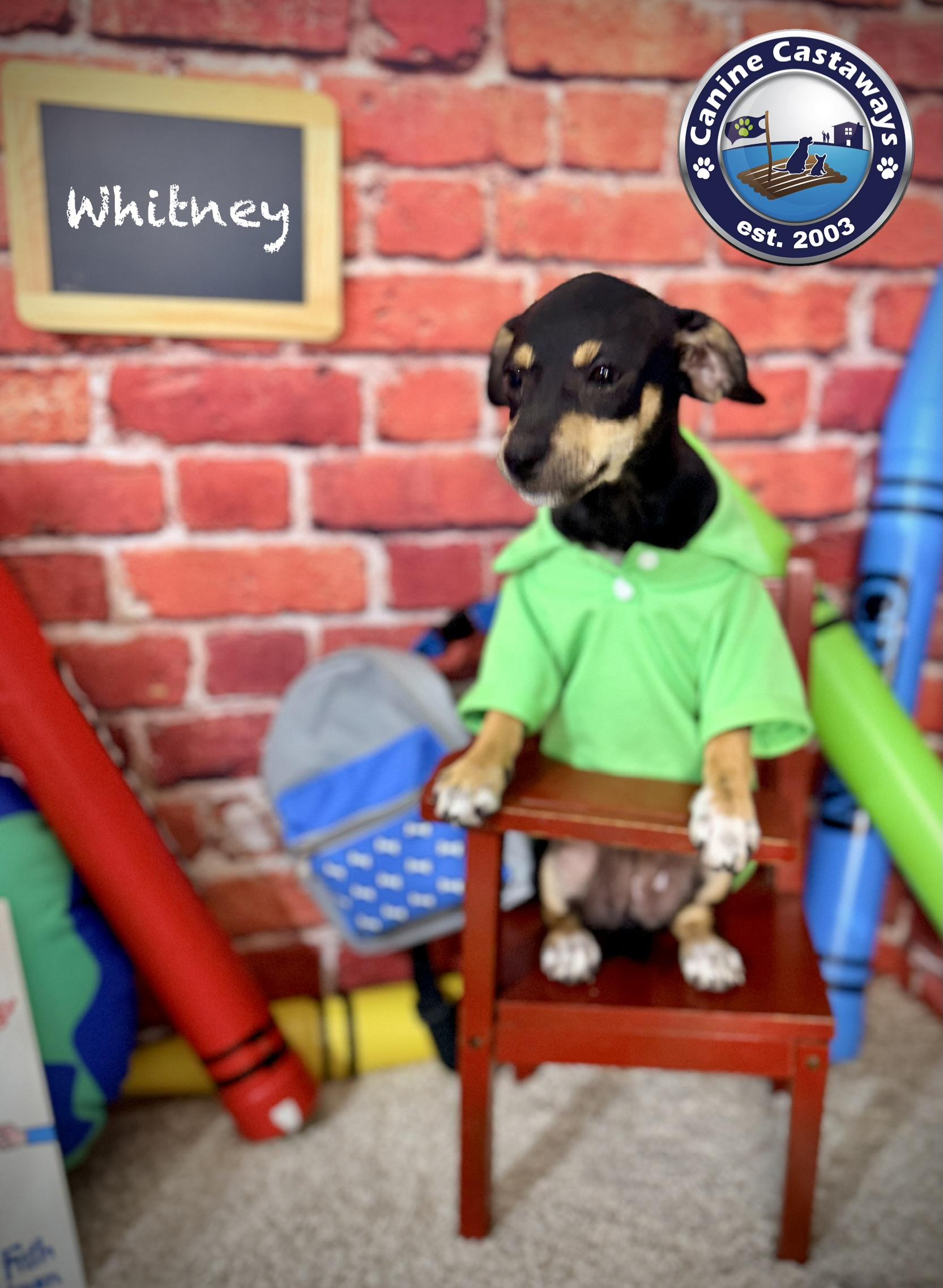 Enlarge Whitney, a ADOPTABLE mixed breed in Arcadia, FL image 4/5