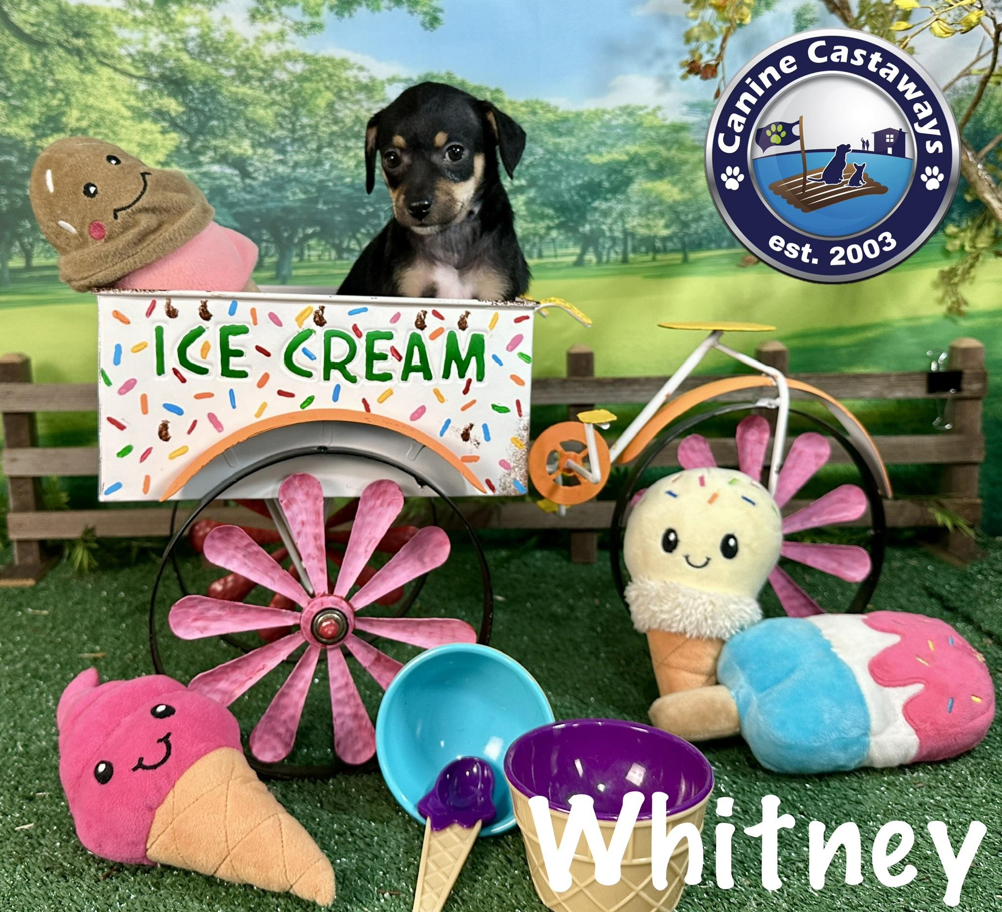 Whitney, ADOPTABLE, Puppy Female Rat Terrier.