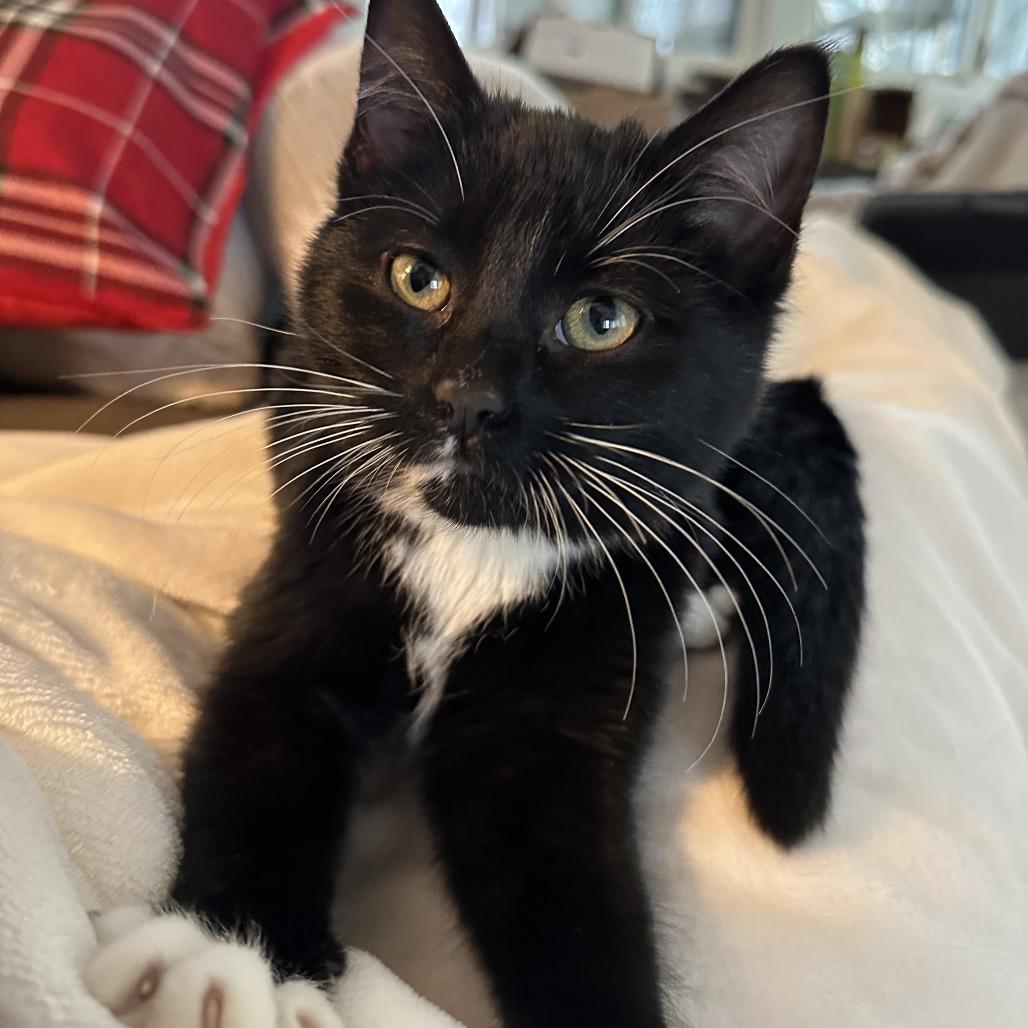 Enlarge Gwen Stacy, a Adoptable Domestic Short Hair in St. Paul, MN image 1/6