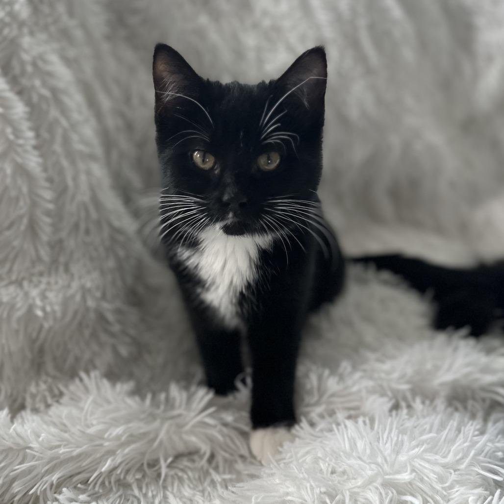 Enlarge Gwen Stacy, a Adoptable Domestic Short Hair in St. Paul, MN image 2/6