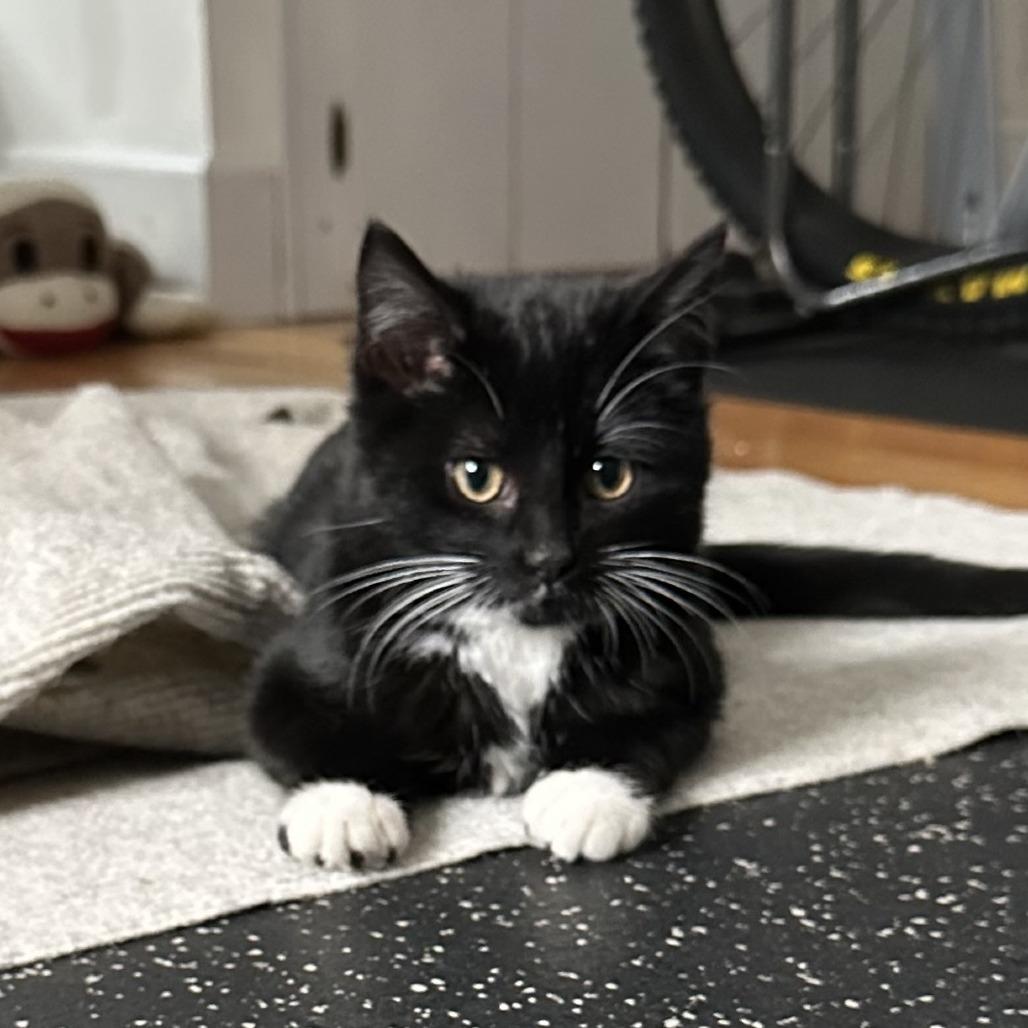 Enlarge Gwen Stacy, a Adoptable Domestic Short Hair in St. Paul, MN image 3/6