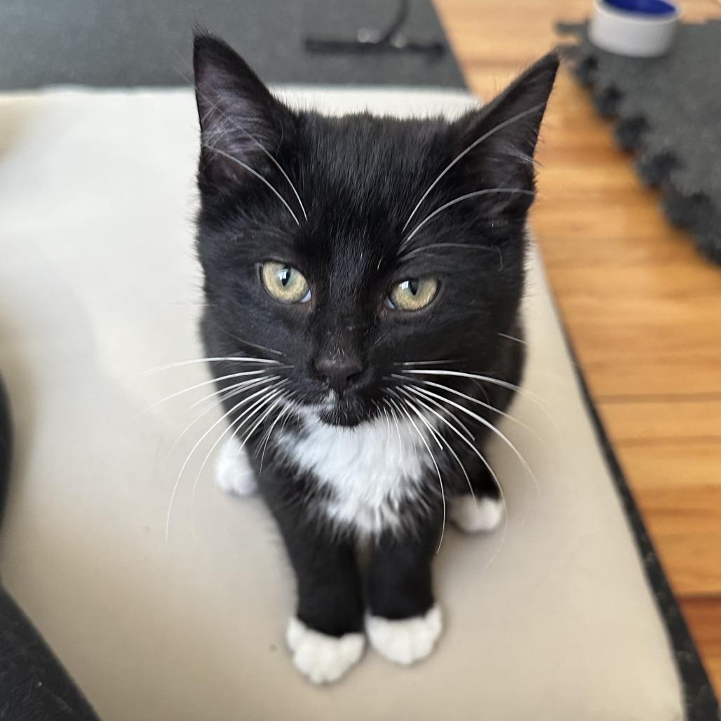 Enlarge Gwen Stacy, a Adoptable Domestic Short Hair in St. Paul, MN image 4/6