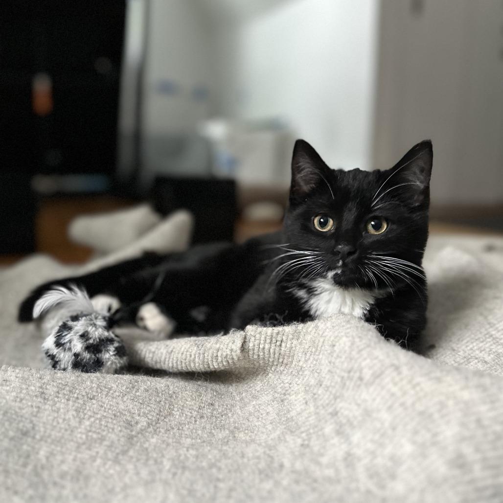 Enlarge Gwen Stacy, a Adoptable Domestic Short Hair in St. Paul, MN image 5/6