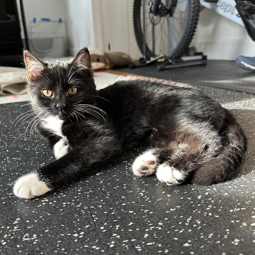 Enlarge Gwen Stacy, a Adoptable Domestic Short Hair in St. Paul, MN image 6/6