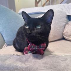 Enlarge 1125-72 Lenore, a Adoptable Domestic Short Hair in Abingdon, MD image 1/6