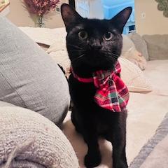 Enlarge 1125-72 Lenore, a Adoptable Domestic Short Hair in Abingdon, MD image 2/6