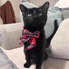 Enlarge 1125-72 Lenore, a Adoptable Domestic Short Hair in Abingdon, MD image 3/6