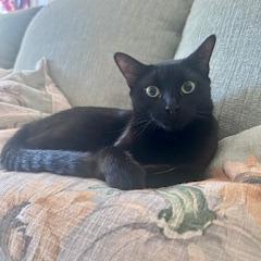 Enlarge 1125-72 Lenore, a Adoptable Domestic Short Hair in Abingdon, MD image 4/6