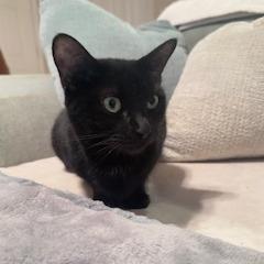 Enlarge 1125-72 Lenore, a Adoptable Domestic Short Hair in Abingdon, MD image 5/6