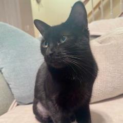 Enlarge 1125-72 Lenore, a Adoptable Domestic Short Hair in Abingdon, MD image 6/6