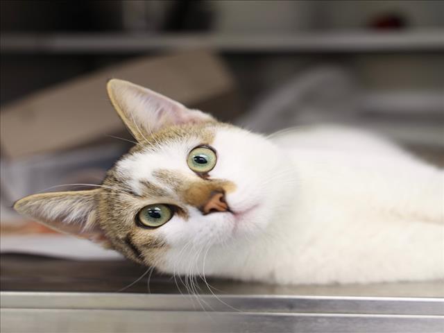 A517880, Adoptable, Young Male Domestic Short Hair.