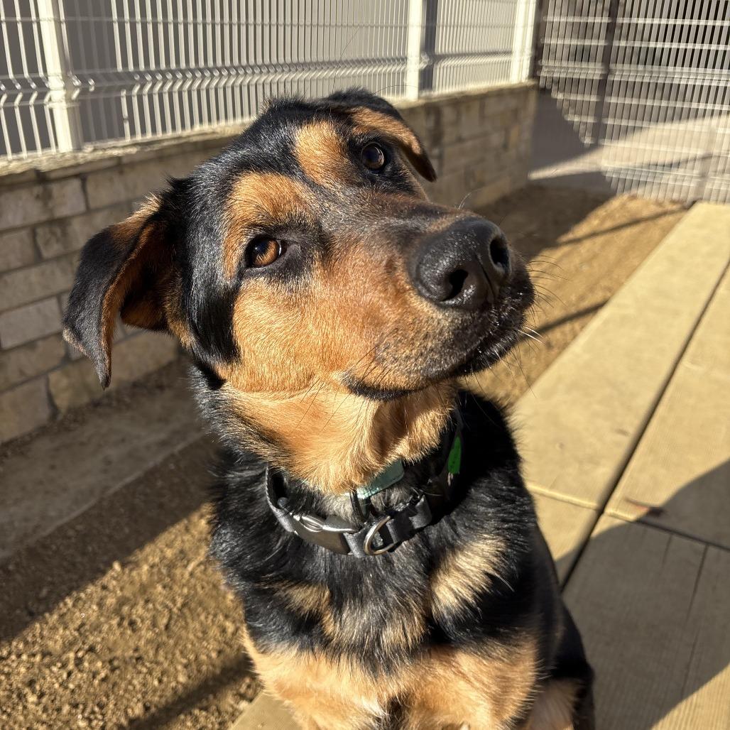 Adelaide, Adoptable, Adult Female Mixed Breed.