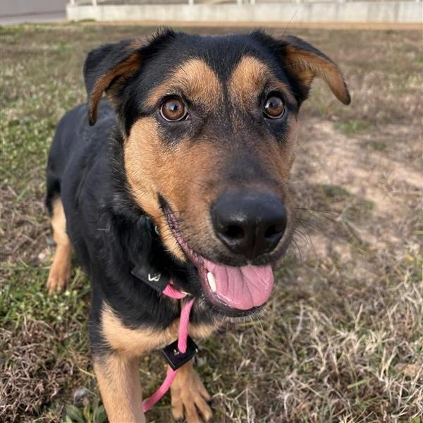 Adelaide, Adoptable, Adult Female Mixed Breed.