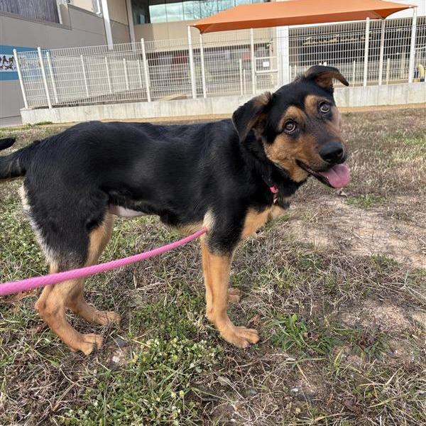 Adelaide, a Adoptable Mixed Breed in Bentonville, AR image 3/4