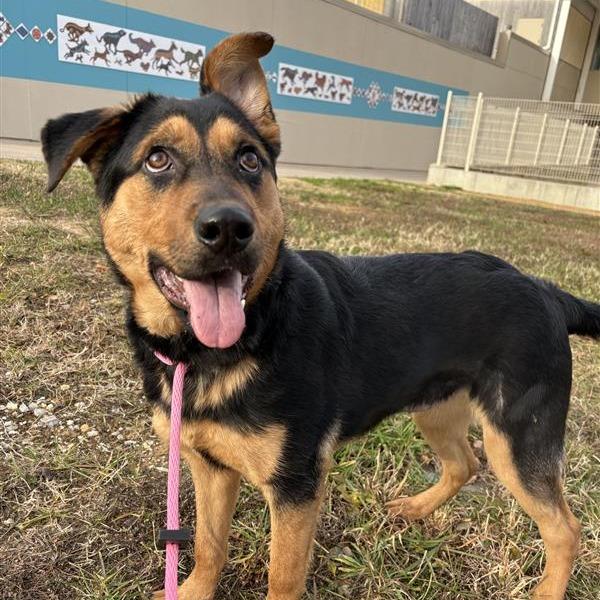 Adelaide, a Adoptable Mixed Breed in Bentonville, AR image 4/4