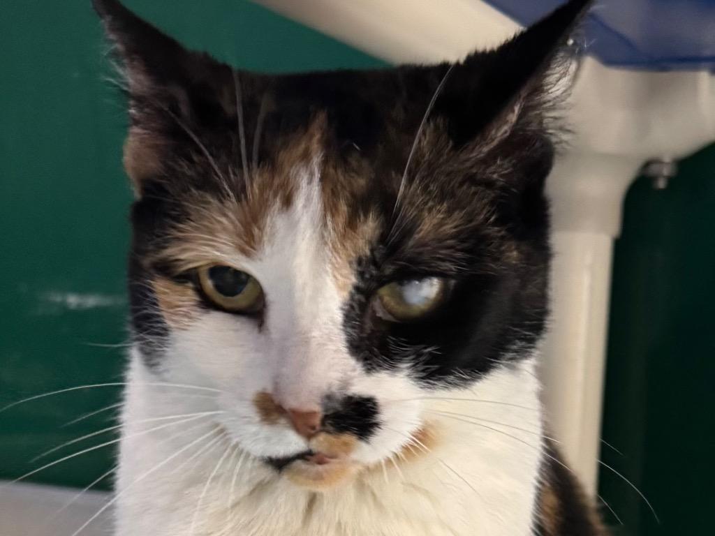 Enlarge Calliope, a Adoptable Dilute Calico in Powell, OH image 1/2