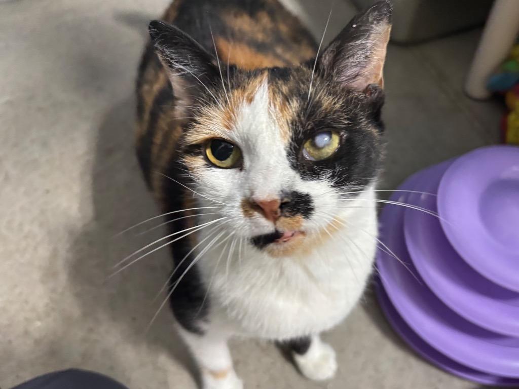 Enlarge Calliope, a Adoptable Dilute Calico in Powell, OH image 2/2