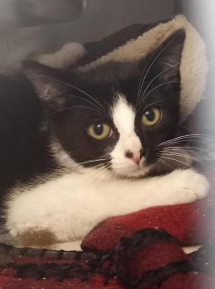 Enlarge Fallon, a Adoptable mixed breed in Waupaca, WI image 1/1