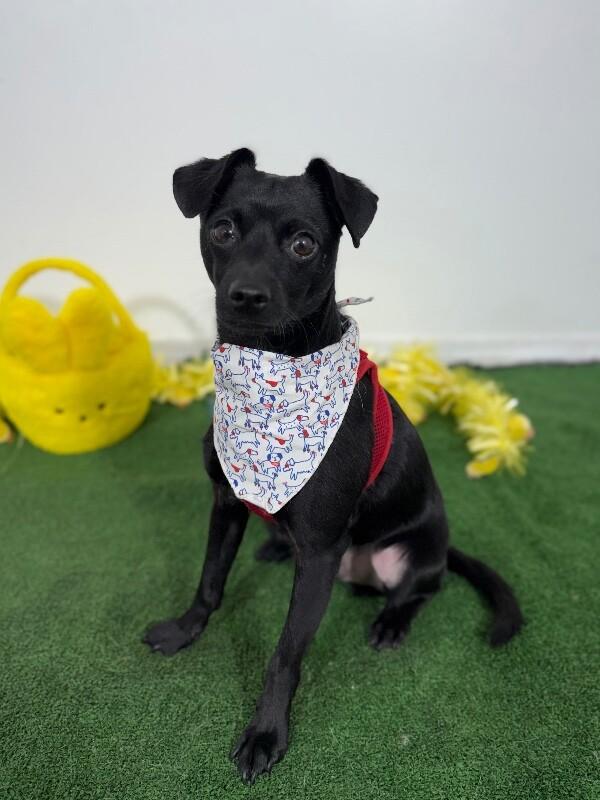 Enlarge Kevin-One of our Amazing Rescue Dogs, a Adoptable mixed breed in Sparks, NV image 1/1