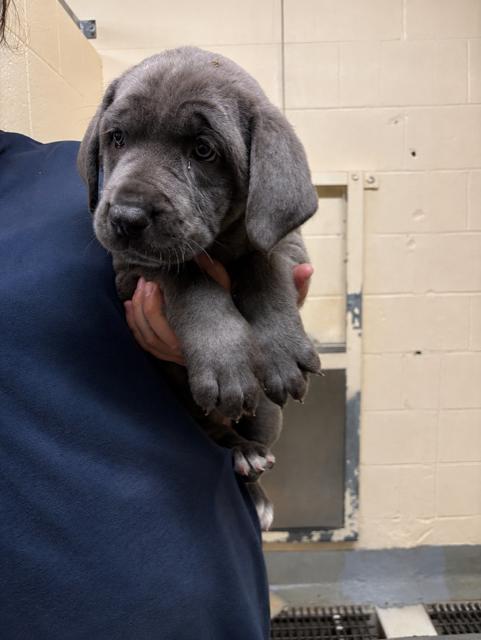 Tater Tot, Adopted, Puppy Female Cane Corso.