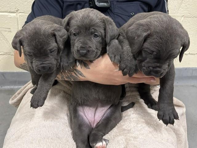 Enlarge Tater Tot, a Adopted mixed breed in Mississauga, ON image 2/4