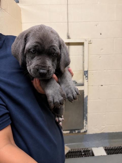 Enlarge Tater Tot, a Adopted mixed breed in Mississauga, ON image 3/4
