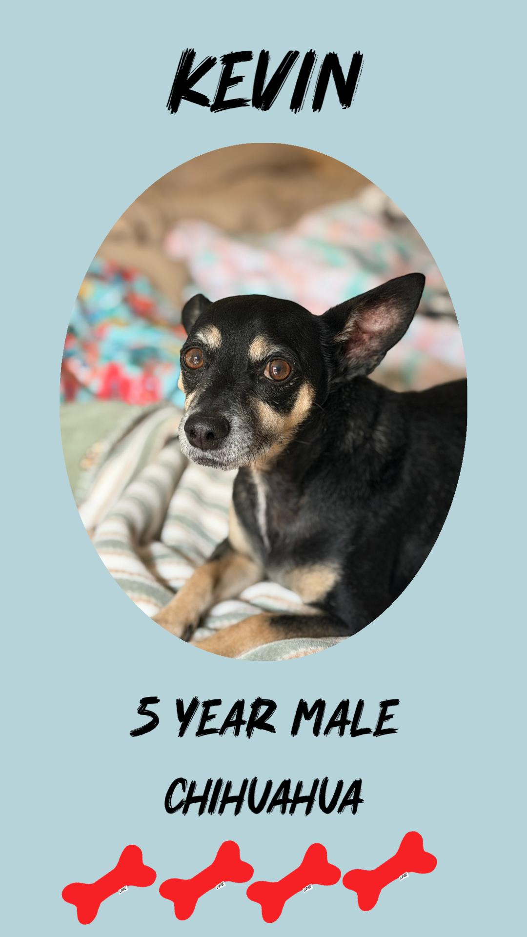 KEVIN – 5 YEAR MALE CHIHUAHUA , Adoptable, Adult Male Chihuahua.