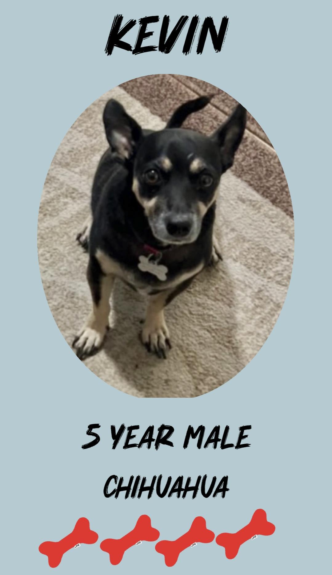 KEVIN – 5 YEAR MALE CHIHUAHUA@ PETCO, 5011 E. RAY ROAD, PHX 85044 ON SATURDAY, OCT 25th, 11–2PM