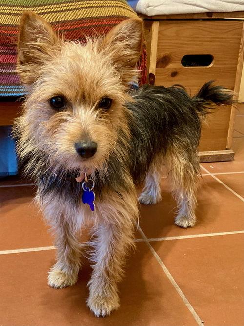 BB Reese, Adopted, Young Female Silky Terrier & Yorkshire Terrier.