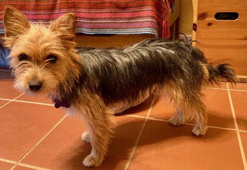 Enlarge BB Reese, a Adopted mixed breed in Henderson, NV image 2/2