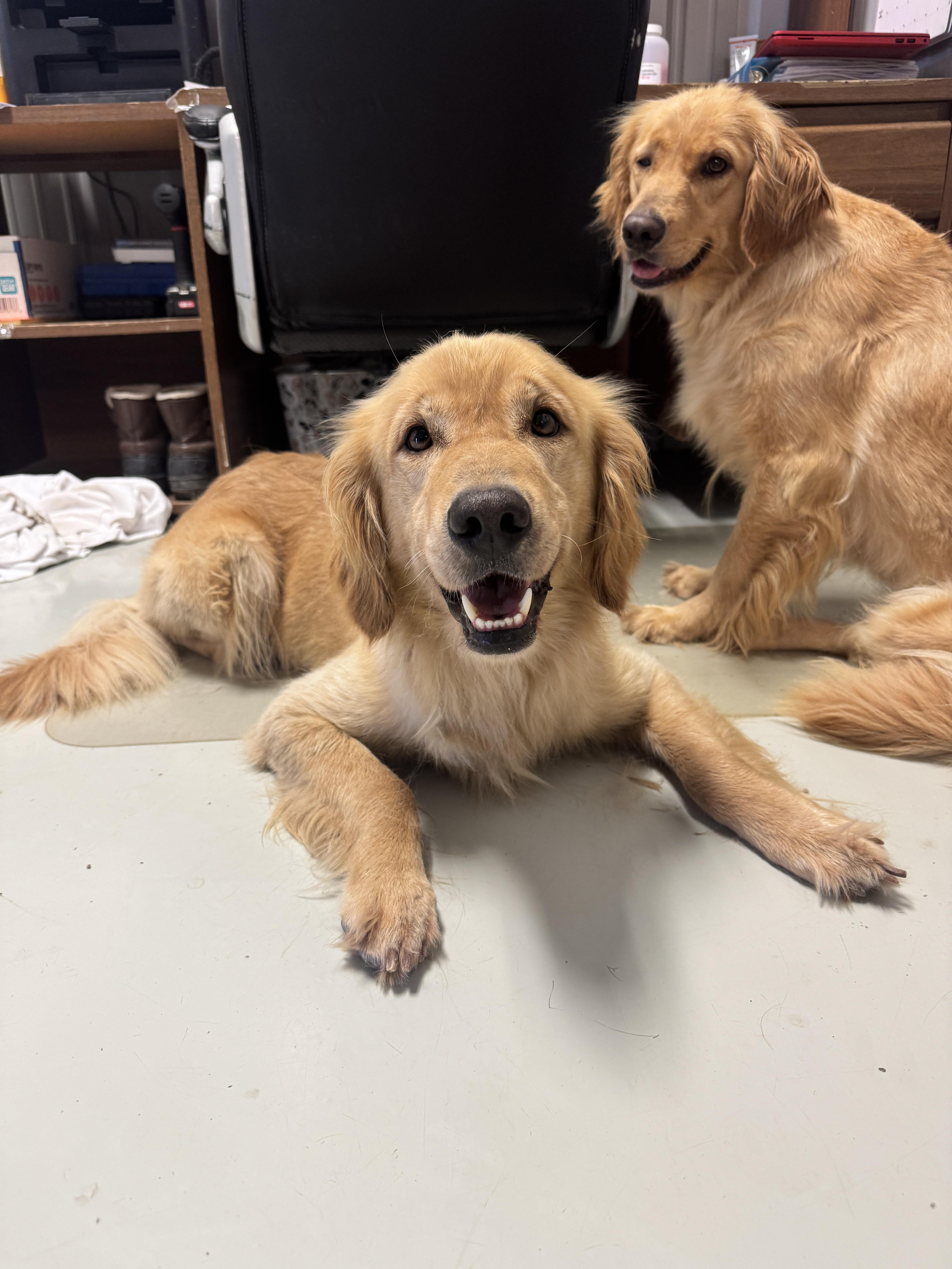 Traveler and Betty (Bonded) photo 2