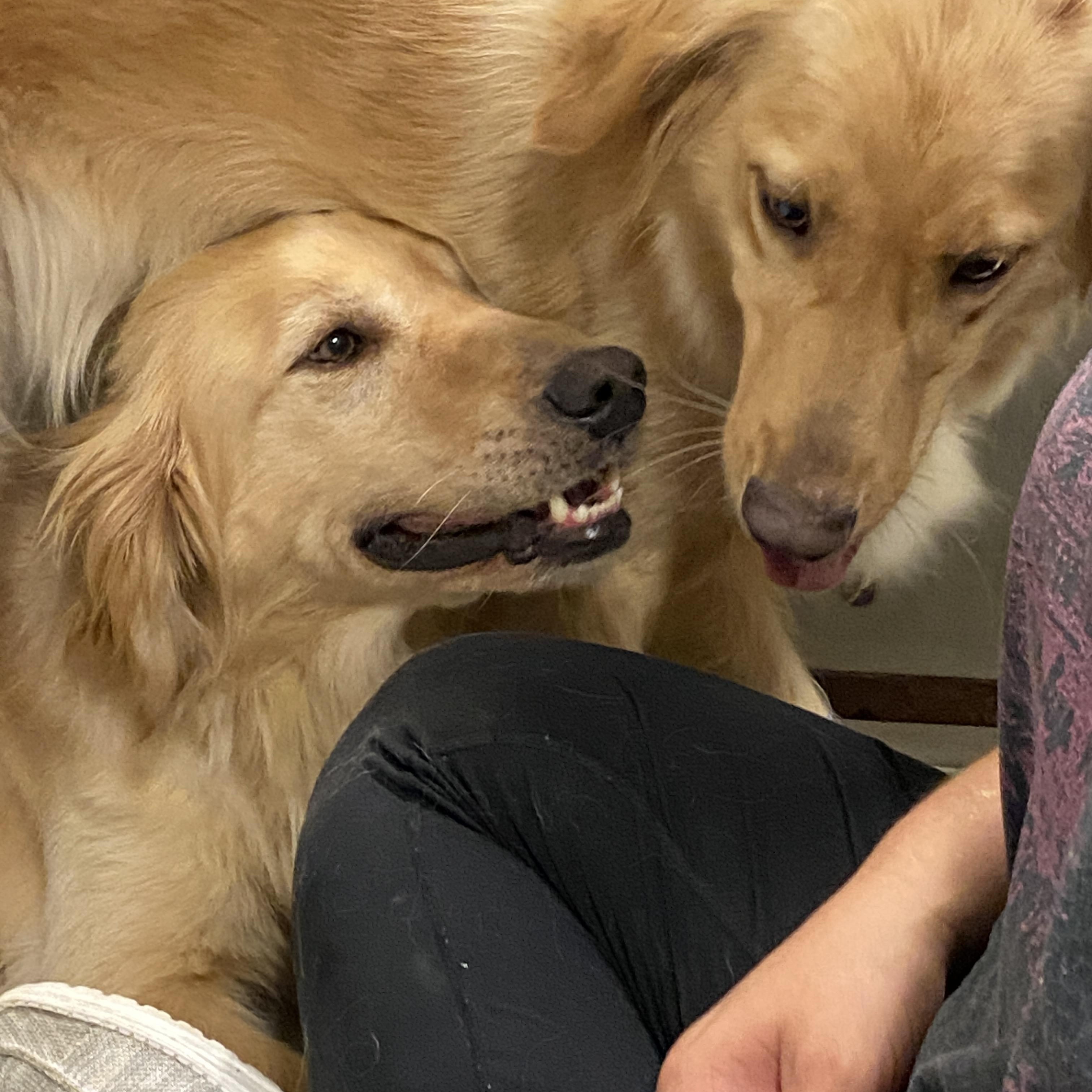 Traveler and Betty (Bonded), Adult Male Golden Retriever