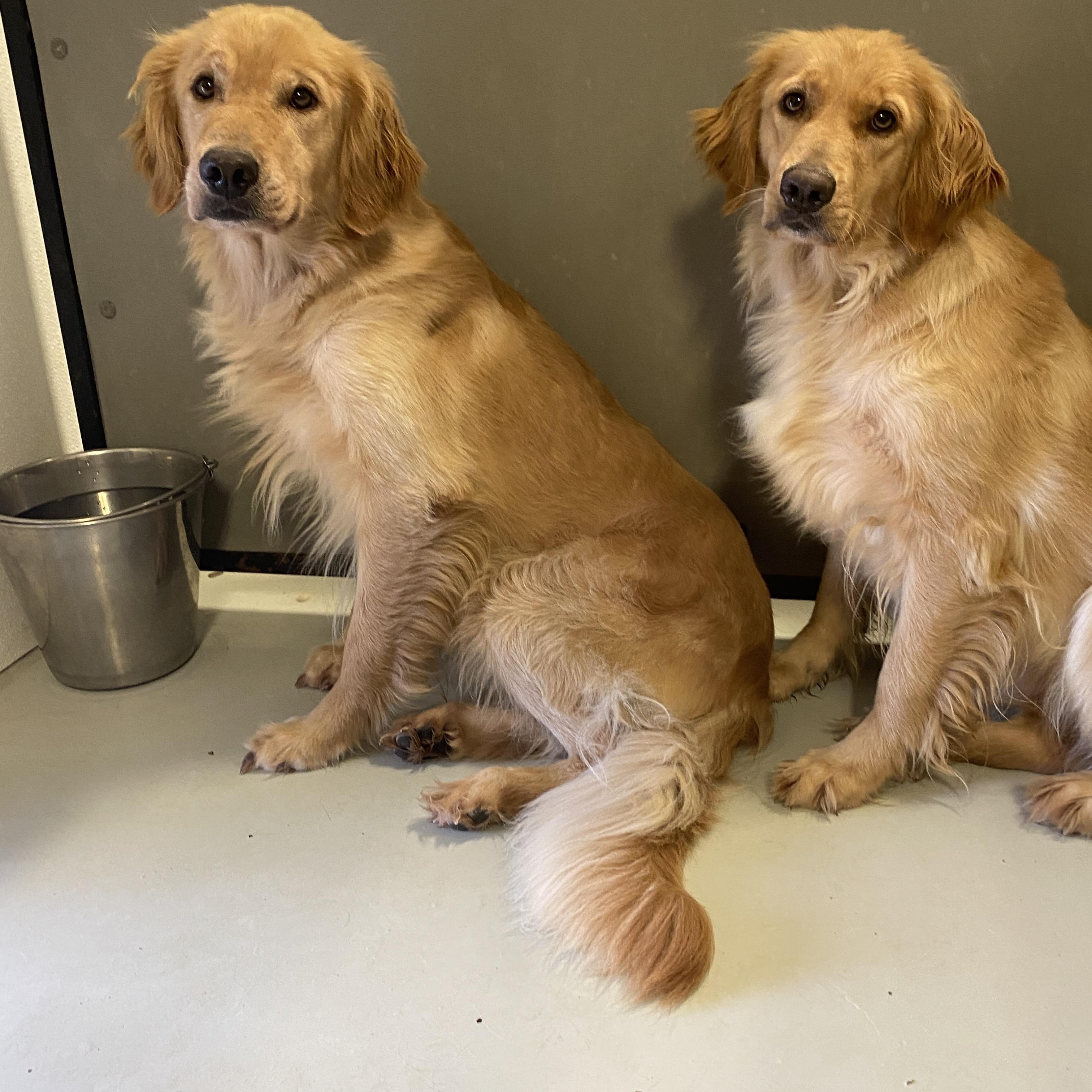 Traveler and Betty (Bonded) photo 4