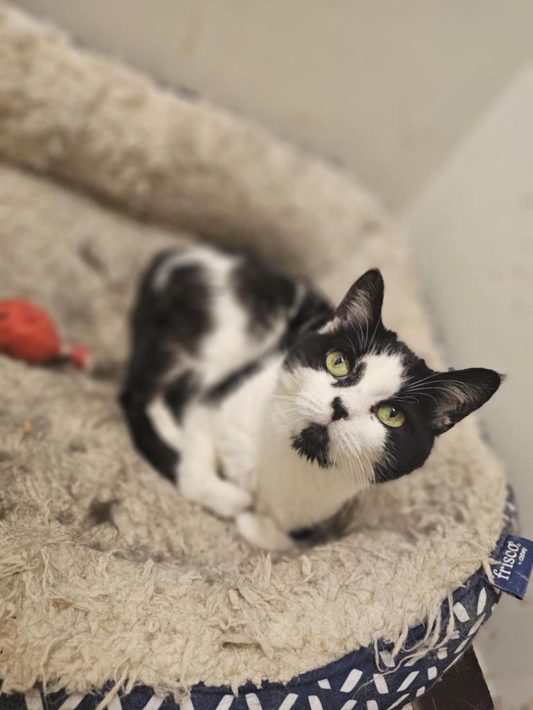 Angel, Adoptable, Senior Female Domestic Short Hair.