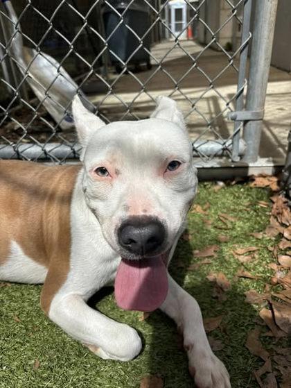 Olive Garden, Adoptable, Adult Male American Bulldog & Mixed Breed.