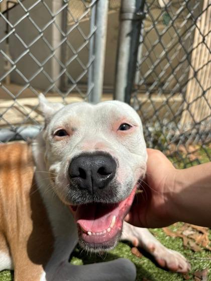 Enlarge Olive Garden, a Adoptable mixed breed in Gainesville, FL image 2/3