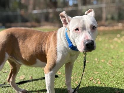 Enlarge Olive Garden, a Adoptable mixed breed in Gainesville, FL image 3/3