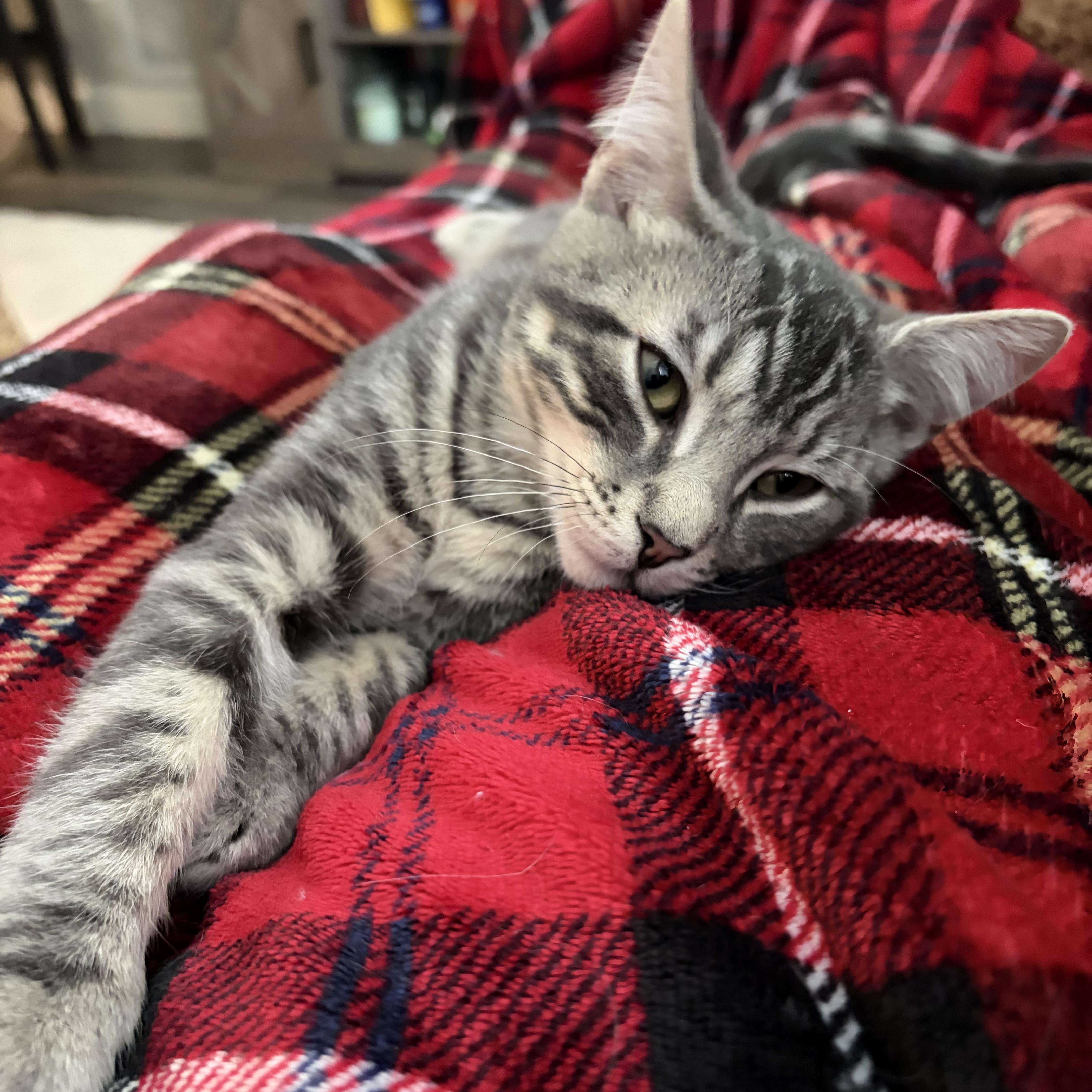 Henry, adopted, Kitten Male Domestic Short Hair.