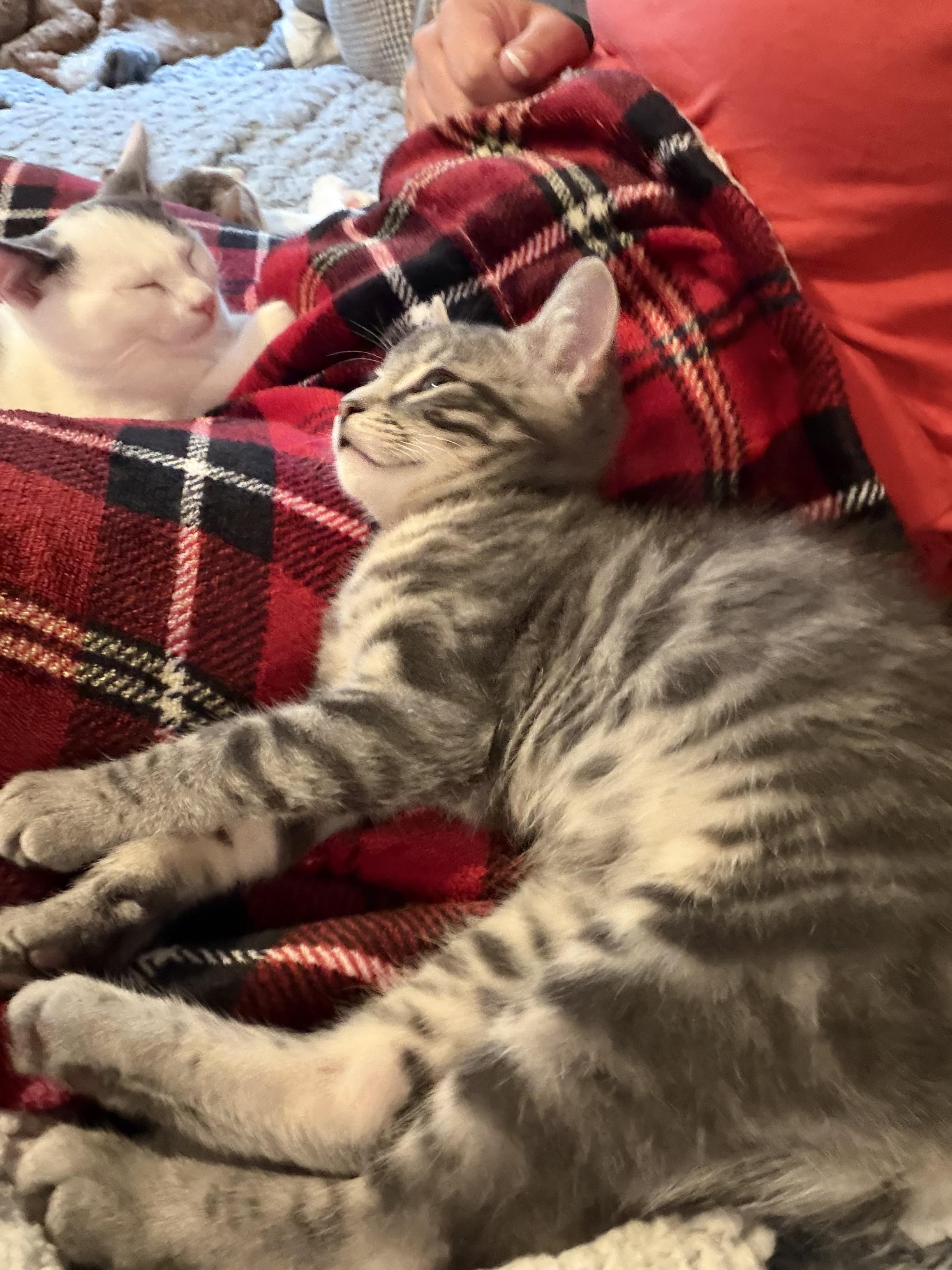 Enlarge Henry, an adopted Domestic Short Hair in Canton, MA image 3/3