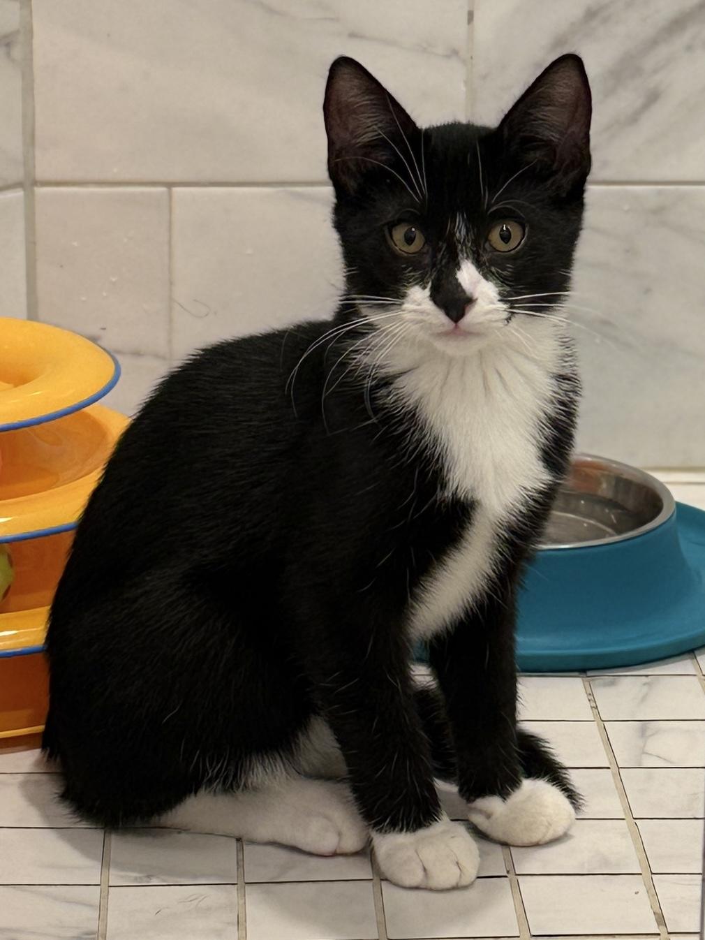 Sylvester photo