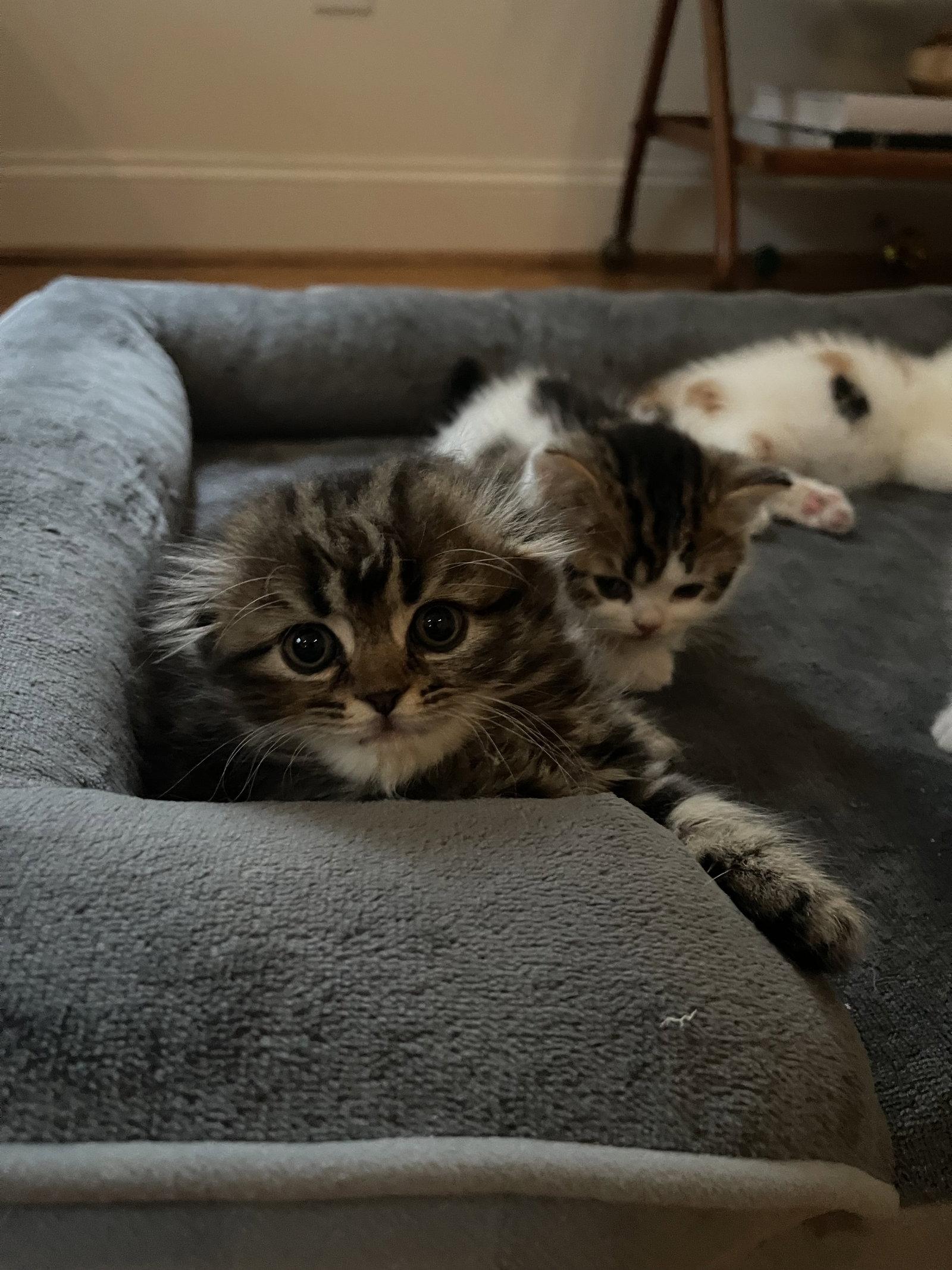 Bryn, Adopted, Kitten Female Scottish Fold.