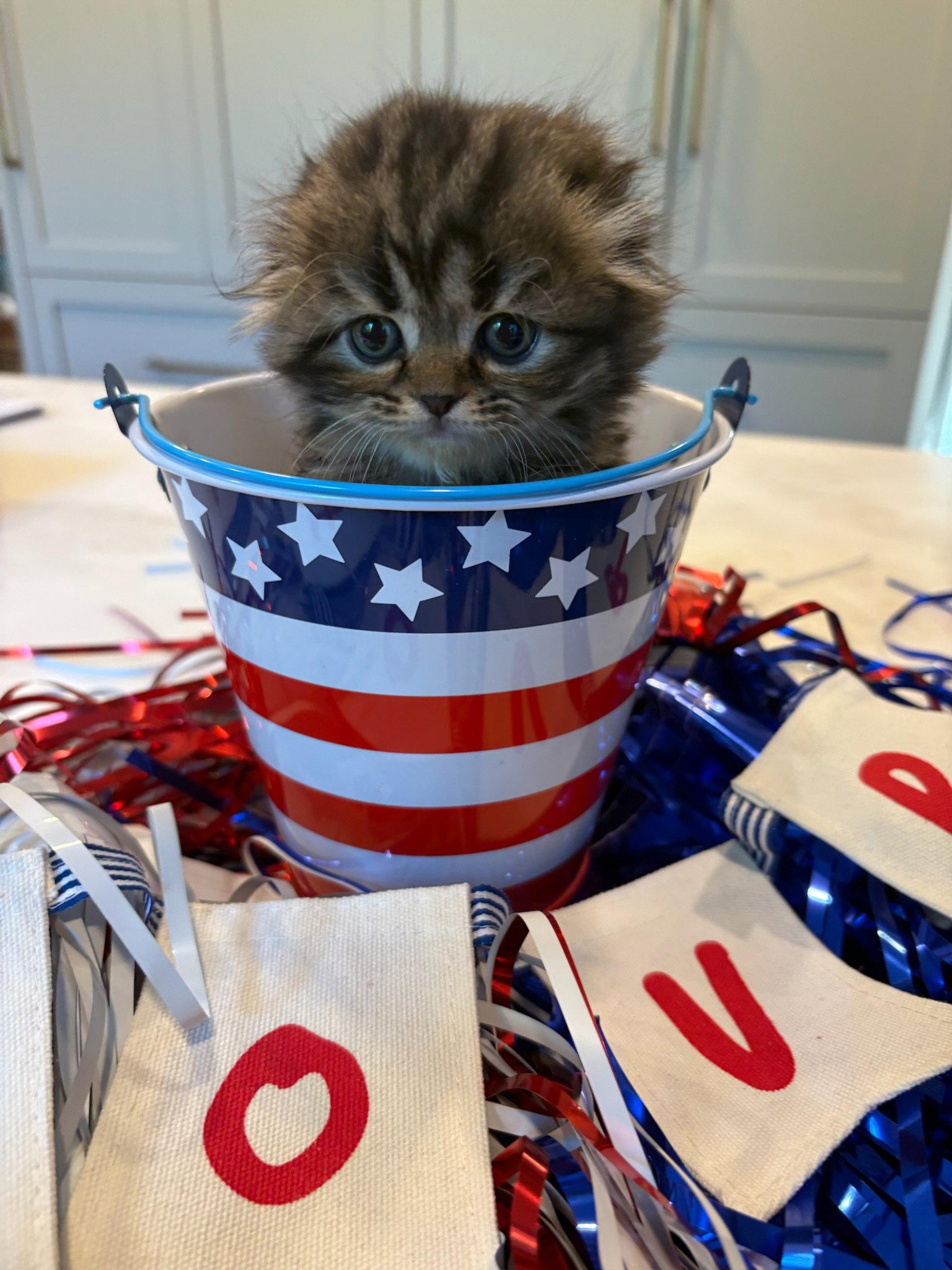 Enlarge Bryn, a Adopted Scottish Fold in Broomall, PA image 2/3