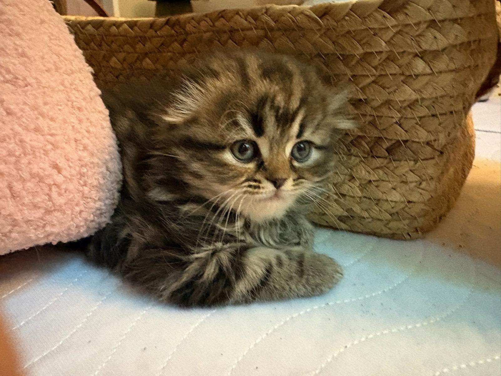 Enlarge Bryn, a Adopted Scottish Fold in Broomall, PA image 3/3