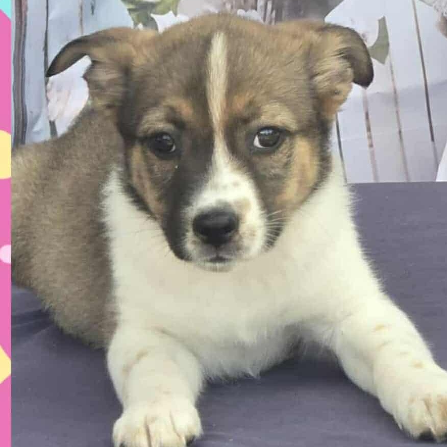 Enlarge Savannah, a Adoptable mixed breed in Tylertown, MS image 1/2