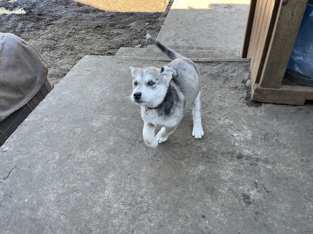 Shanendoah, a Adopted Husky in STE-MARGUERITE-DU-LAC-MASSON, QC image 3/6