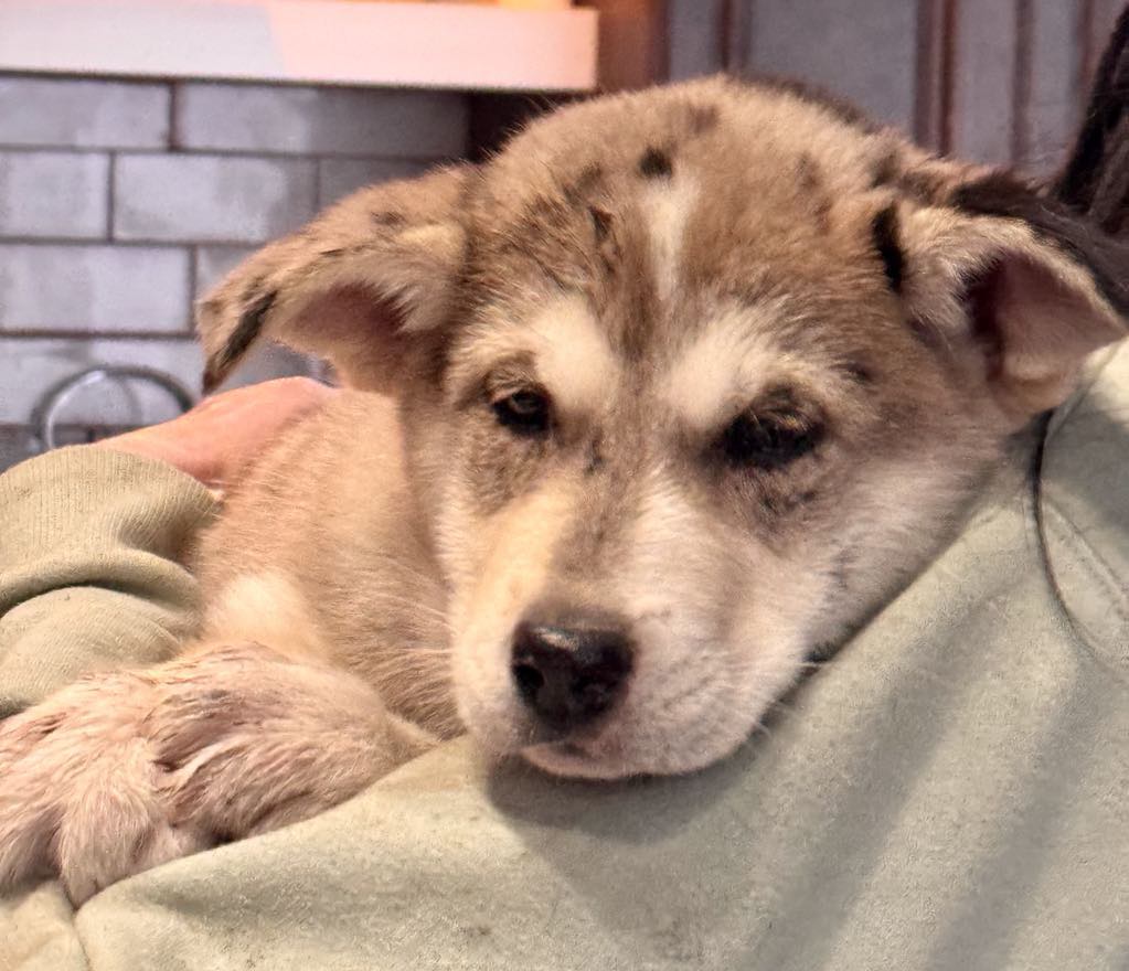 Shanendoah, Adopted, Puppy Female Husky.