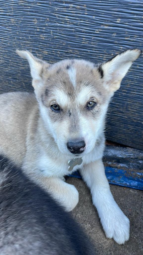 Shanendoah, a Adopted Husky in STE-MARGUERITE-DU-LAC-MASSON, QC image 2/6