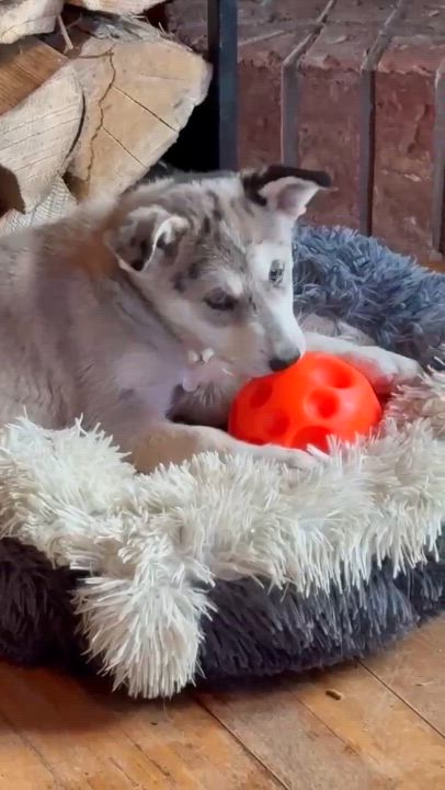 Enlarge Shanendoah, a Adopted Husky in STE-MARGUERITE-DU-LAC-MASSON, QC video 4/6