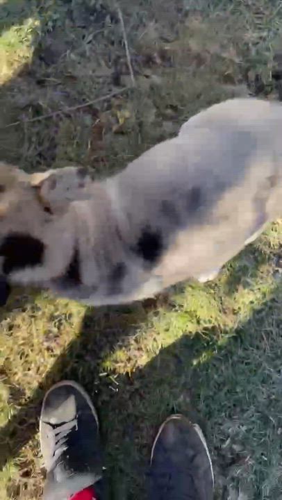 Enlarge Shanendoah, a Adopted Husky in STE-MARGUERITE-DU-LAC-MASSON, QC video 6/6